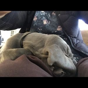 Meet your Posher, Barbara